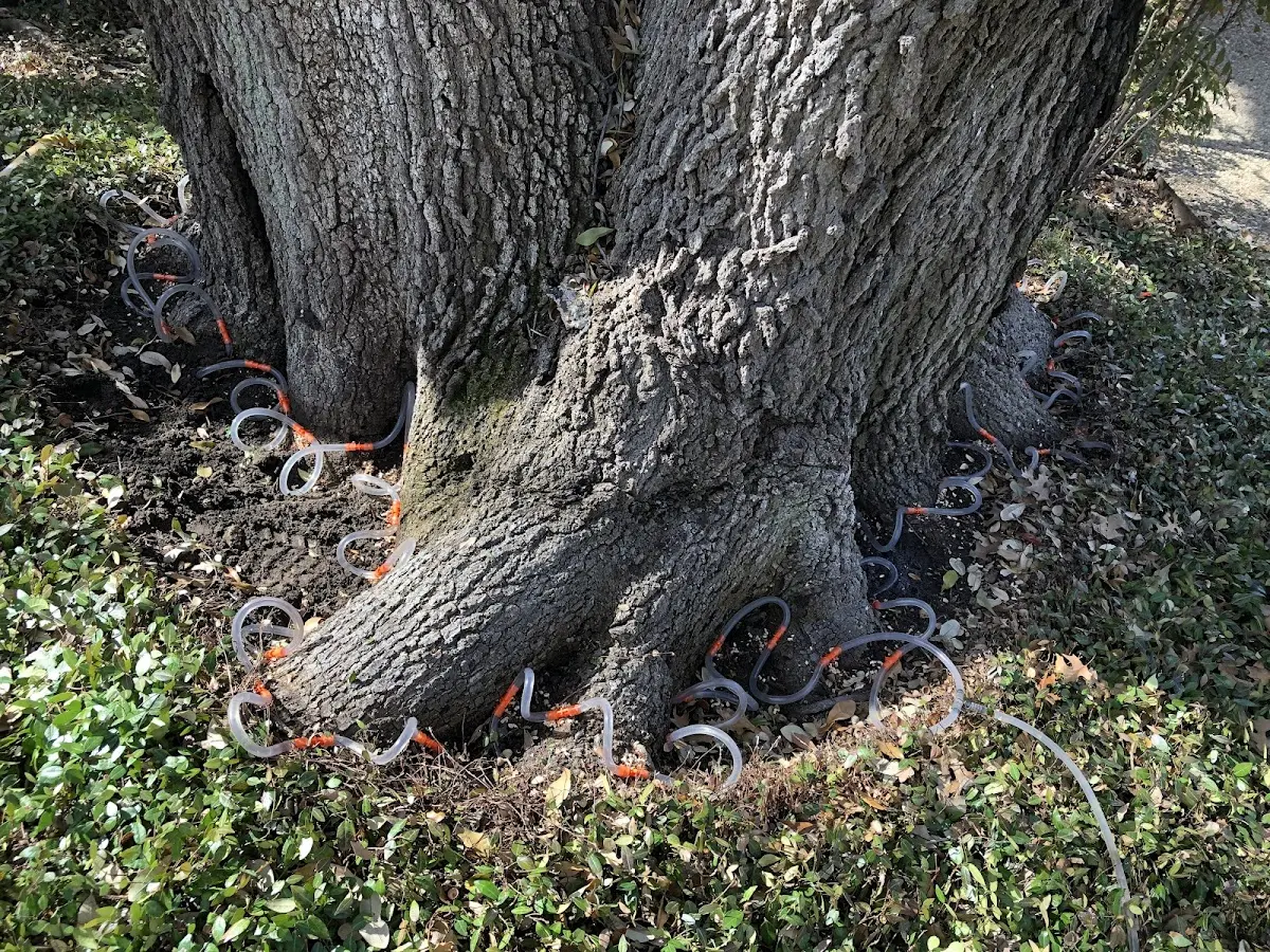 Detailed Tree Cabling and Bracing job site in Westport Point